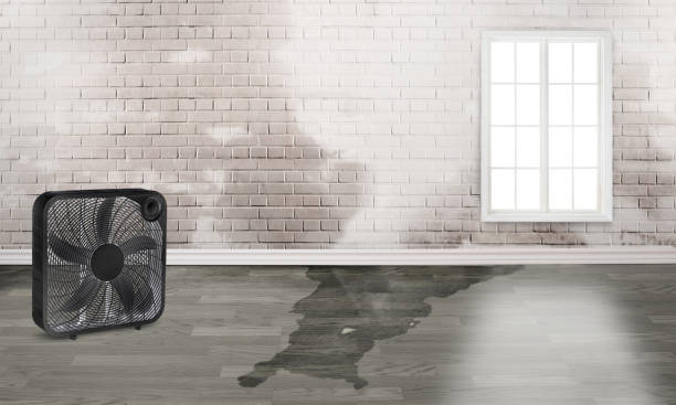 Best Water damage contractors near me  in Dollar Bay, MI